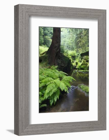 Ferns Growing on the Krinice River Bank, Kyov, Ceske Svycarsko, Czech Republic-Ruiz-Framed Photographic Print