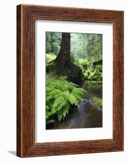 Ferns Growing on the Krinice River Bank, Kyov, Ceske Svycarsko, Czech Republic-Ruiz-Framed Photographic Print