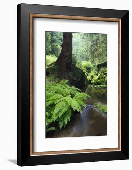 Ferns Growing on the Krinice River Bank, Kyov, Ceske Svycarsko, Czech Republic-Ruiz-Framed Photographic Print