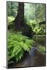 Ferns Growing on the Krinice River Bank, Kyov, Ceske Svycarsko, Czech Republic-Ruiz-Mounted Photographic Print