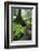 Ferns Growing on the Krinice River Bank, Kyov, Ceske Svycarsko, Czech Republic-Ruiz-Framed Photographic Print