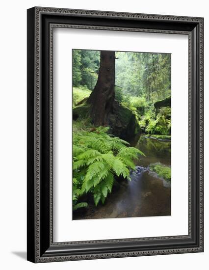 Ferns Growing on the Krinice River Bank, Kyov, Ceske Svycarsko, Czech Republic-Ruiz-Framed Photographic Print