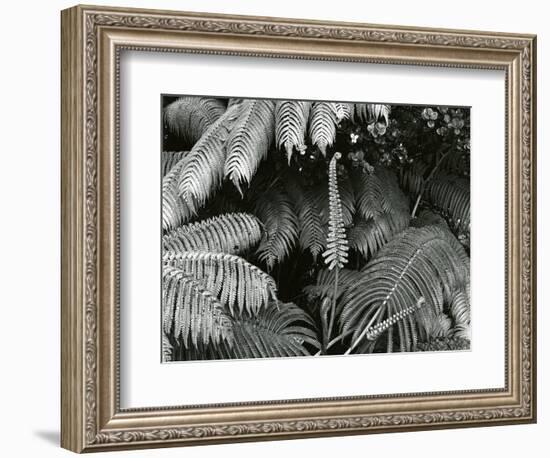 Ferns, Hawaii, 1980-Brett Weston-Framed Photographic Print