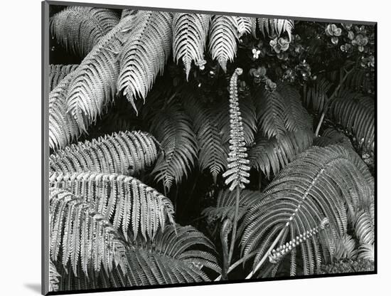 Ferns, Hawaii, 1980-Brett Weston-Mounted Photographic Print