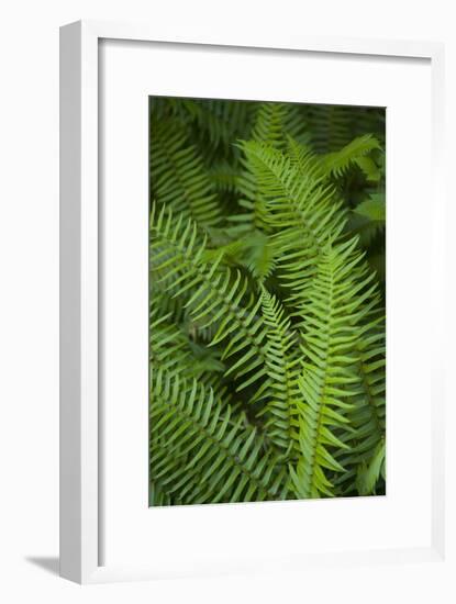 Ferns, Hoh Rain Forest, Olympic National Park, Washington, USA-Merrill Images-Framed Photographic Print