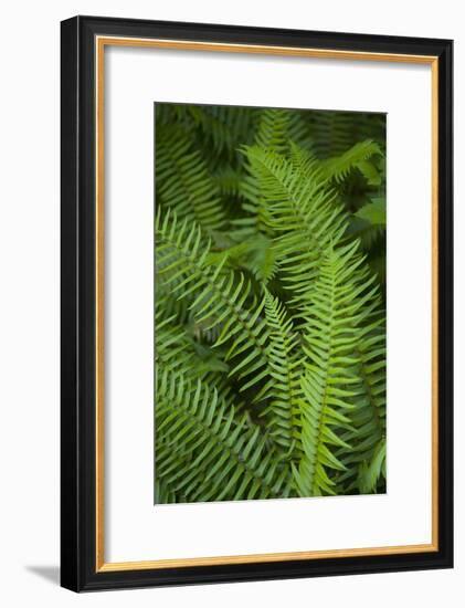 Ferns, Hoh Rain Forest, Olympic National Park, Washington, USA-Merrill Images-Framed Photographic Print