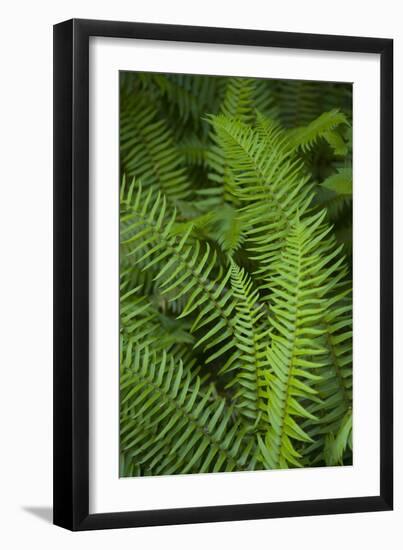 Ferns, Hoh Rain Forest, Olympic National Park, Washington, USA-Merrill Images-Framed Photographic Print