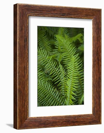 Ferns, Hoh Rain Forest, Olympic National Park, Washington, USA-Merrill Images-Framed Photographic Print