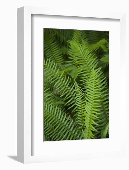 Ferns, Hoh Rain Forest, Olympic National Park, Washington, USA-Merrill Images-Framed Photographic Print