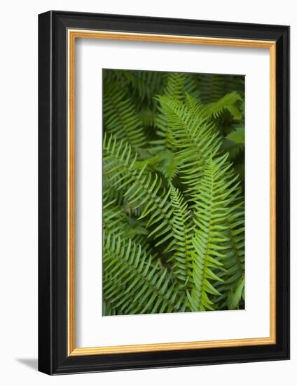 Ferns, Hoh Rain Forest, Olympic National Park, Washington, USA-Merrill Images-Framed Photographic Print