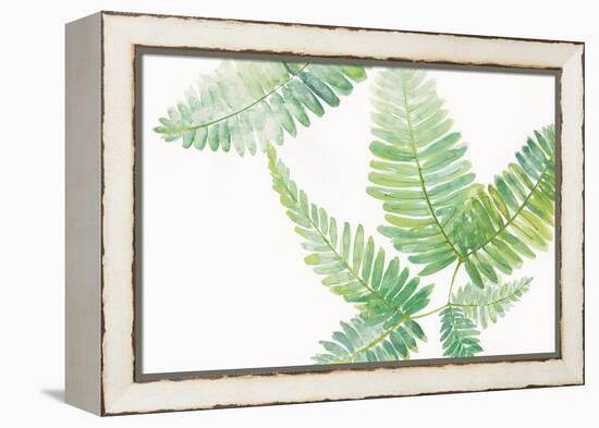 Ferns I Square-Chris Paschke-Framed Stretched Canvas