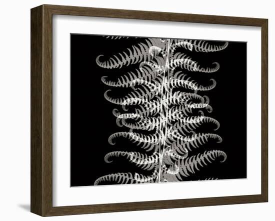 Ferns I-Jim Christensen-Framed Photographic Print