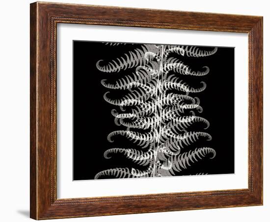 Ferns I-Jim Christensen-Framed Photographic Print