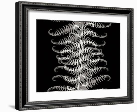 Ferns I-Jim Christensen-Framed Photographic Print