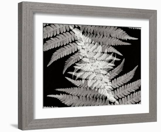 Ferns II-Jim Christensen-Framed Photographic Print