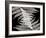 Ferns II-Jim Christensen-Framed Photographic Print