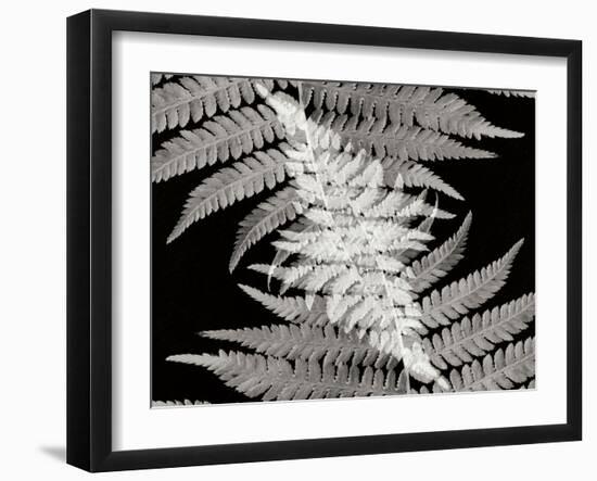 Ferns II-Jim Christensen-Framed Photographic Print