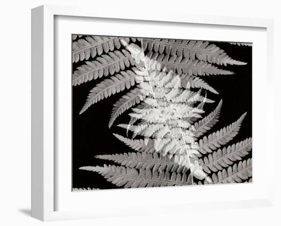 Ferns II-Jim Christensen-Framed Photographic Print