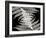 Ferns II-Jim Christensen-Framed Photographic Print