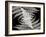 Ferns II-Jim Christensen-Framed Photographic Print