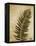 Ferns II-Patricia Pinto-Framed Stretched Canvas