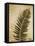 Ferns II-Patricia Pinto-Framed Stretched Canvas