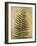 Ferns III-Patricia Pinto-Framed Premium Giclee Print