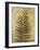 Ferns III-Patricia Pinto-Framed Premium Giclee Print