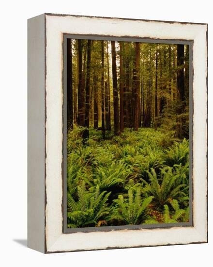 Ferns in Redwood Forest-Charles O'Rear-Framed Premier Image Canvas