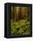 Ferns in Redwood Forest-Charles O'Rear-Framed Premier Image Canvas