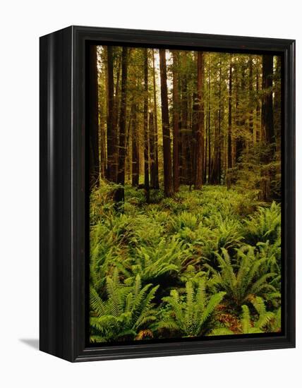 Ferns in Redwood Forest-Charles O'Rear-Framed Premier Image Canvas