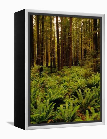 Ferns in Redwood Forest-Charles O'Rear-Framed Premier Image Canvas