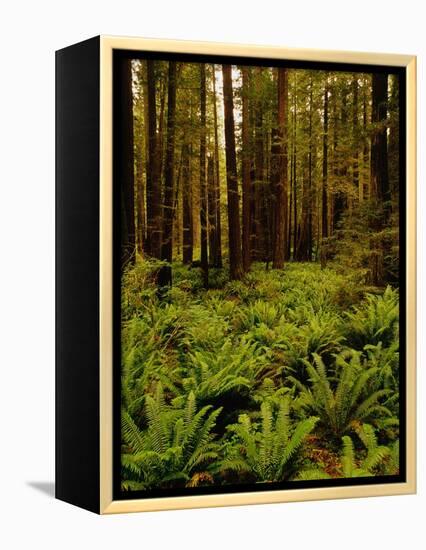 Ferns in Redwood Forest-Charles O'Rear-Framed Premier Image Canvas