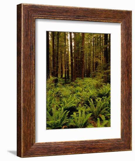 Ferns in Redwood Forest-Charles O'Rear-Framed Photographic Print