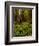 Ferns in Redwood Forest-Charles O'Rear-Framed Photographic Print