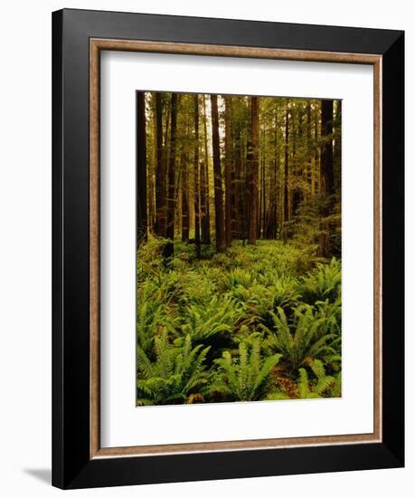 Ferns in Redwood Forest-Charles O'Rear-Framed Photographic Print