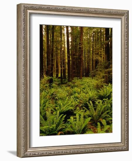 Ferns in Redwood Forest-Charles O'Rear-Framed Photographic Print