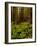 Ferns in Redwood Forest-Charles O'Rear-Framed Photographic Print