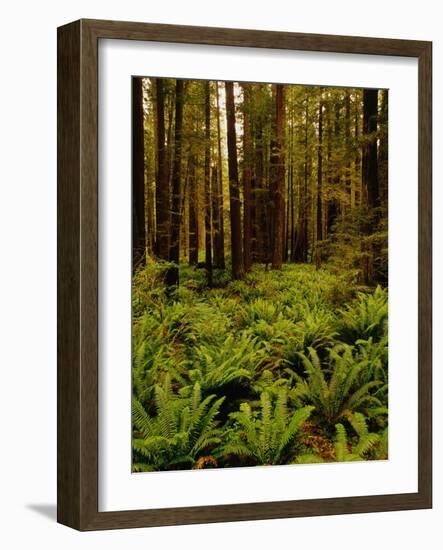 Ferns in Redwood Forest-Charles O'Rear-Framed Photographic Print