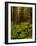 Ferns in Redwood Forest-Charles O'Rear-Framed Photographic Print