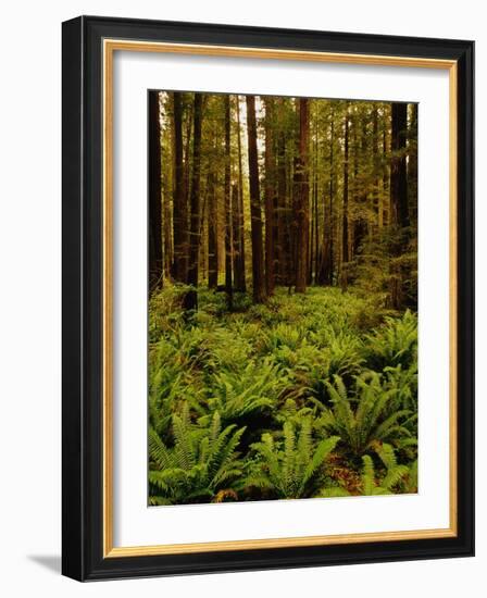 Ferns in Redwood Forest-Charles O'Rear-Framed Photographic Print