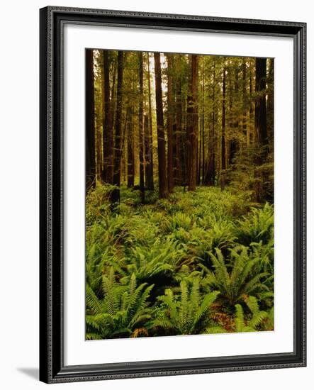 Ferns in Redwood Forest-Charles O'Rear-Framed Photographic Print