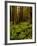 Ferns in Redwood Forest-Charles O'Rear-Framed Photographic Print