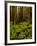 Ferns in Redwood Forest-Charles O'Rear-Framed Photographic Print