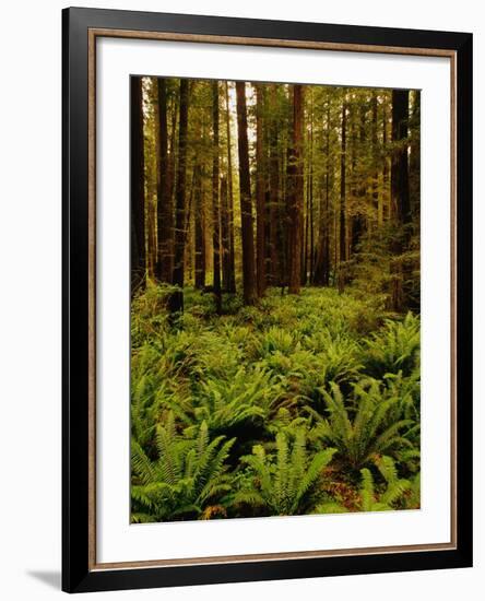 Ferns in Redwood Forest-Charles O'Rear-Framed Photographic Print