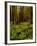 Ferns in Redwood Forest-Charles O'Rear-Framed Photographic Print