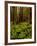 Ferns in Redwood Forest-Charles O'Rear-Framed Photographic Print