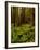 Ferns in Redwood Forest-Charles O'Rear-Framed Photographic Print