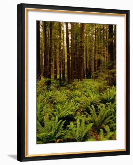 Ferns in Redwood Forest-Charles O'Rear-Framed Photographic Print