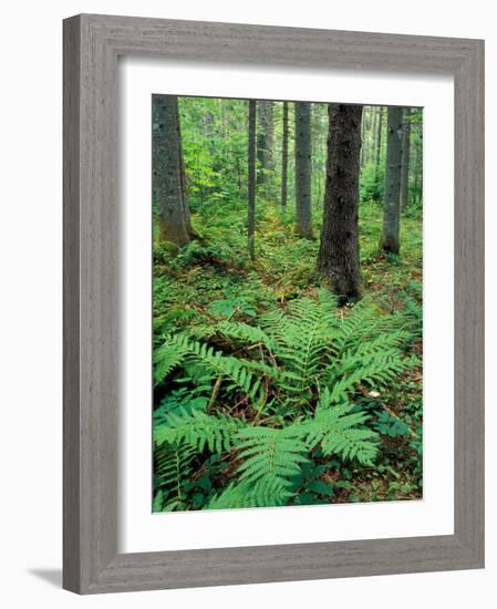 Ferns in the Understory of a Lowland Spruce-Fir Forest, White Mountains, New Hampshire, USA-Jerry & Marcy Monkman-Framed Photographic Print